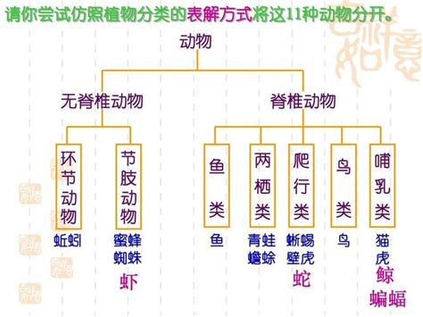 動物屬性|动物分类表